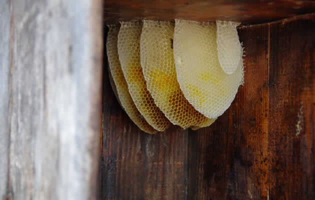 ミツバチの巣[福島県ミツバチ駆除サービス]