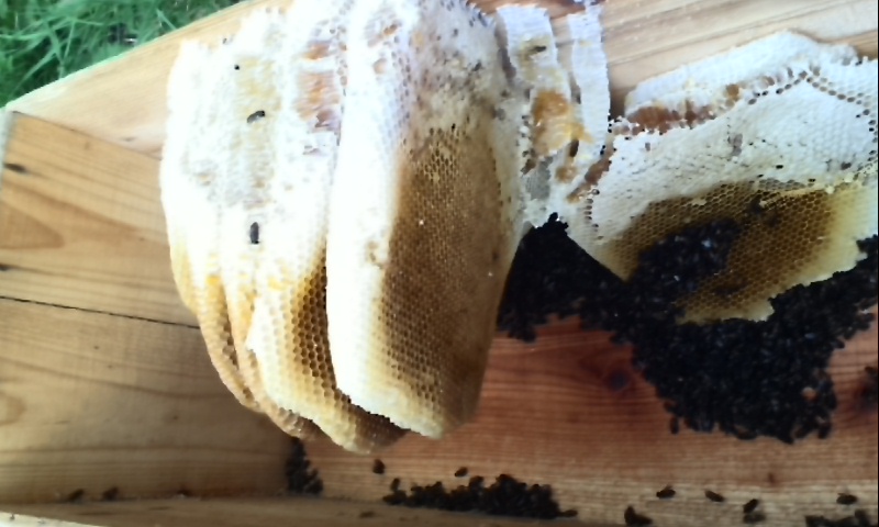 即日対応で大きなミツバチの巣と大量の蜂を駆除！手際よく料金もよかった、とお喜び頂けました！